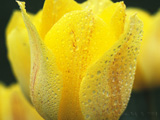 Yellow_Droplets