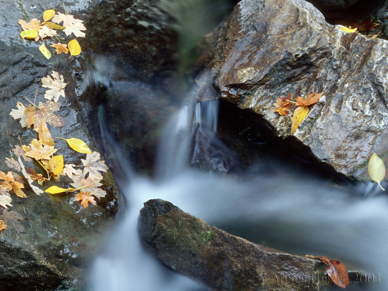 Blurred Water, Fallen Leaves #1