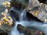 FallLeaves_SoftenedWater_01