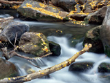 FallLeaves_SoftenedWater_02