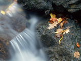 FallLeaves_SoftenedWater_04