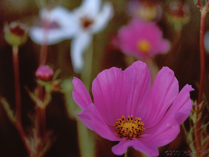Cosmo_8
