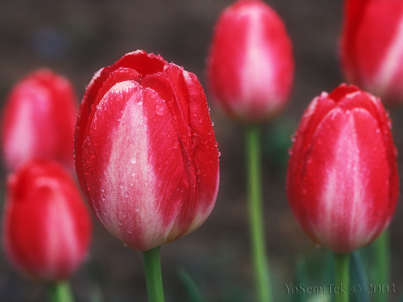 RednWhite