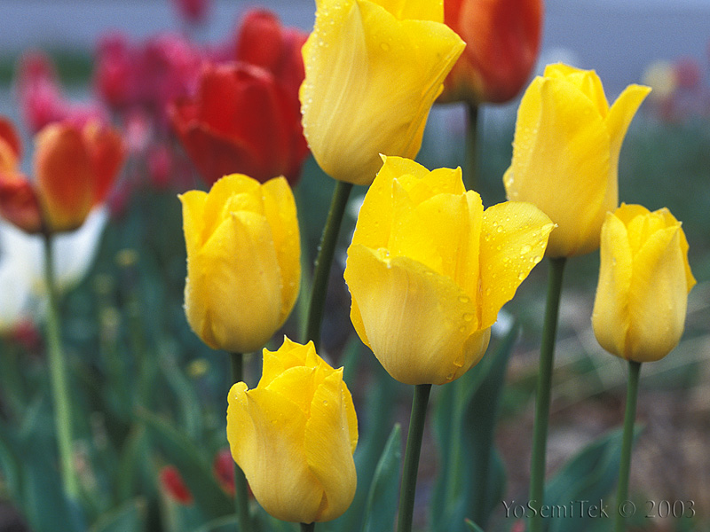 YellowMix