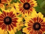 rudbeckia3e_1