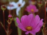 Cosmo_8