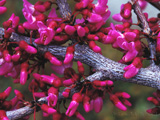 RedBudBuds