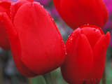 Red_Droplets