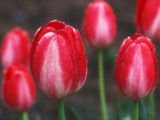 RednWhite