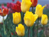 YellowMix