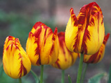 YellowOrange_Rembrandt