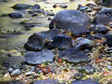 WaterRocksLeaves